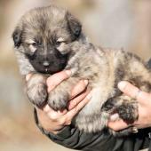 Femelle collier jaune