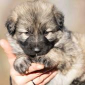 Femelle collier jaune