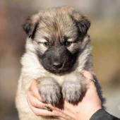 Femelle collier rouge