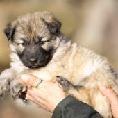 Femelle collier rouge