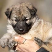 Femelle collier rouge