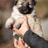 Femelle collier violet