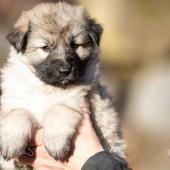 Femelle collier violet