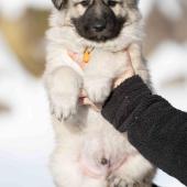 Mâle collier orange