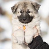 Mâle collier orange