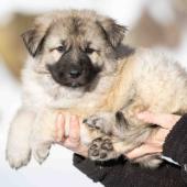 Mâle collier orange