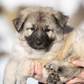 Mâle collier orange