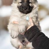 Mâle collier bleu clair