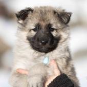 Mâle collier bleu clair