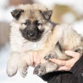 Mâle collier bleu clair