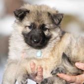 Mâle collier bleu clair