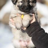 Femelle collier jaune