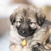 Femelle collier jaune