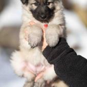 Femelle collier rouge