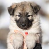 Femelle collier rouge