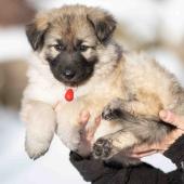 Femelle collier rouge