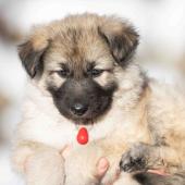 Femelle collier rouge