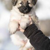 Femelle collier violet