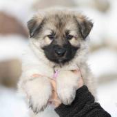 Femelle collier violet