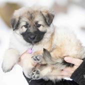 Femelle collier violet