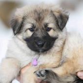 Femelle collier violet