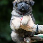 Winston