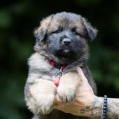 Winston