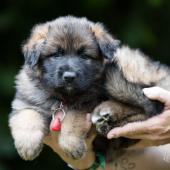 Winston