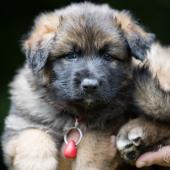 Winston