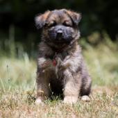 Winston