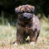 Winston