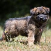 Winston