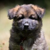 Winston