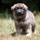 Artic