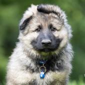 Aska