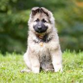 Arka