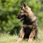 Apache 