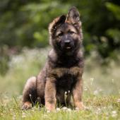 Apache 