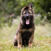 Apache 