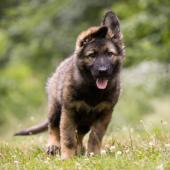 Apache 