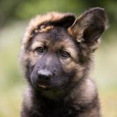 Apache 
