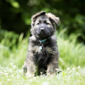 Arko