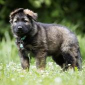 Arko