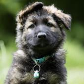 Arko