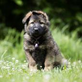 Apache 