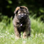 Apache 