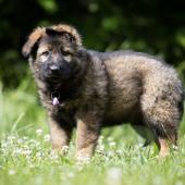Apache 