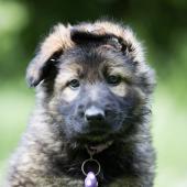 Apache 