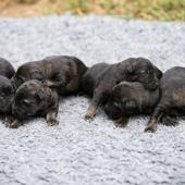 De gauche à droite : les trois mâles argentés charbonnés, et les trois mâles fauves charbonnés