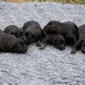 De gauche à droite : les trois mâles argentés charbonnés, et les trois mâles fauves charbonnés